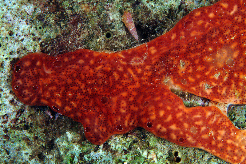 Ascidia coloniale Polysyncraton lacazei